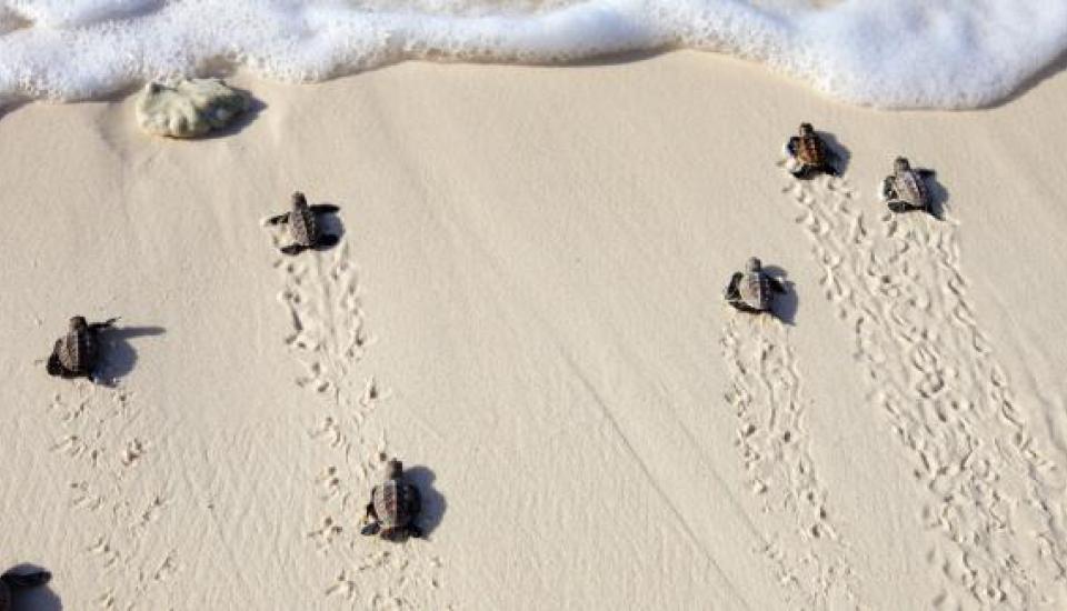  6 petites tortues sur le sable pâle marchant vers l'écume de mer