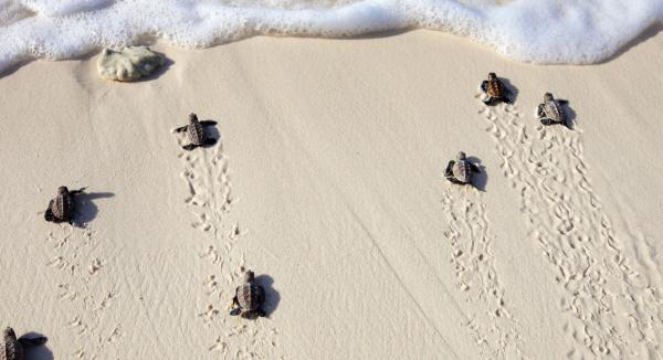  6 petites tortues sur le sable pâle marchant vers l'écume de mer