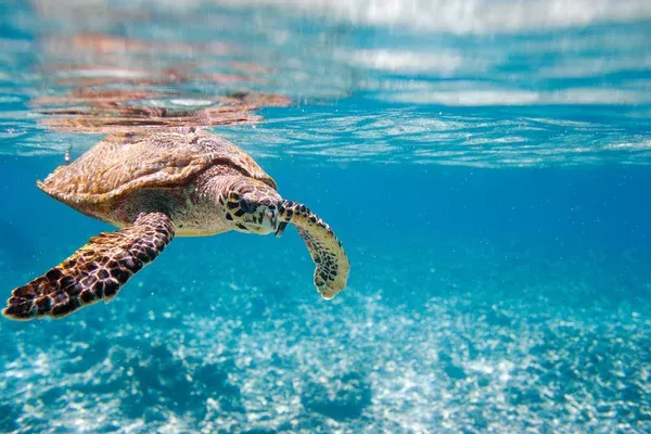 une tortue de mer nage dans l'eau turquoise